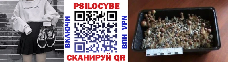 Купить закладки  Алдан  Псилоцибиновые грибы Psilocybe 